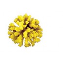 Stylophora - jaune