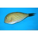 Acanthurus lineatus