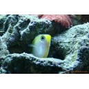 Chromis jaune