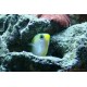 Chromis jaune