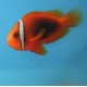 Amphiprion Frenatus