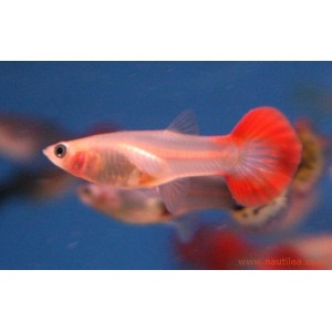 Guppy femelle assortis ML