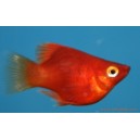 Platy corail