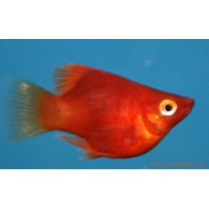 Platy corail