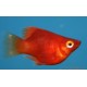 Platy corail