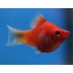 Platy corail