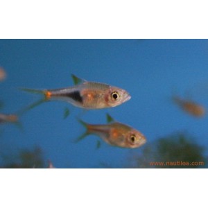 Rasbora heteromorpha