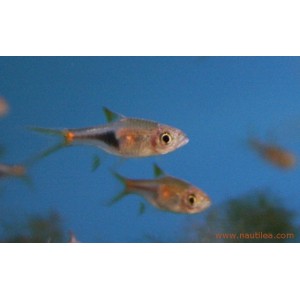 Rasbora heteromorpha