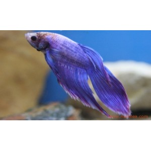 Betta male