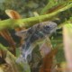 Corydoras Paleatus