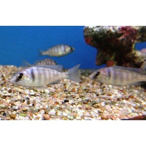 Placidochromis phenochilus lupingu