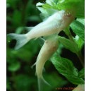 Corydoras albinos