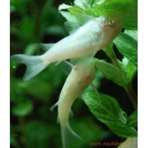 Corydoras albinos