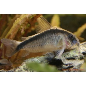 Corydoras arcuatus