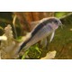 Corydoras arcuatus