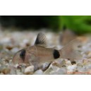 Corydoras panda