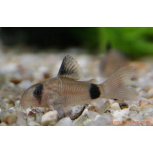 Corydoras panda