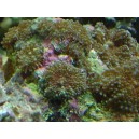 Ricordea floridae 4/6 polypes