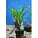 Cryptocoryne 